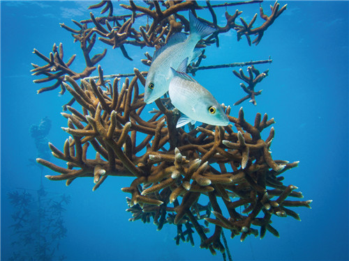 豪利时与国际珊瑚修复基金会展开合作 进一步践行海洋守护事业