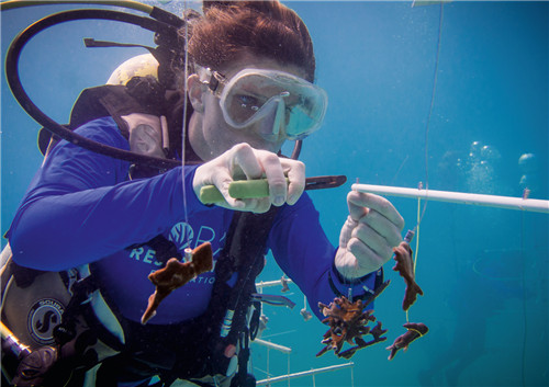 豪利时与国际珊瑚修复基金会展开合作 进一步践行海洋守护事业